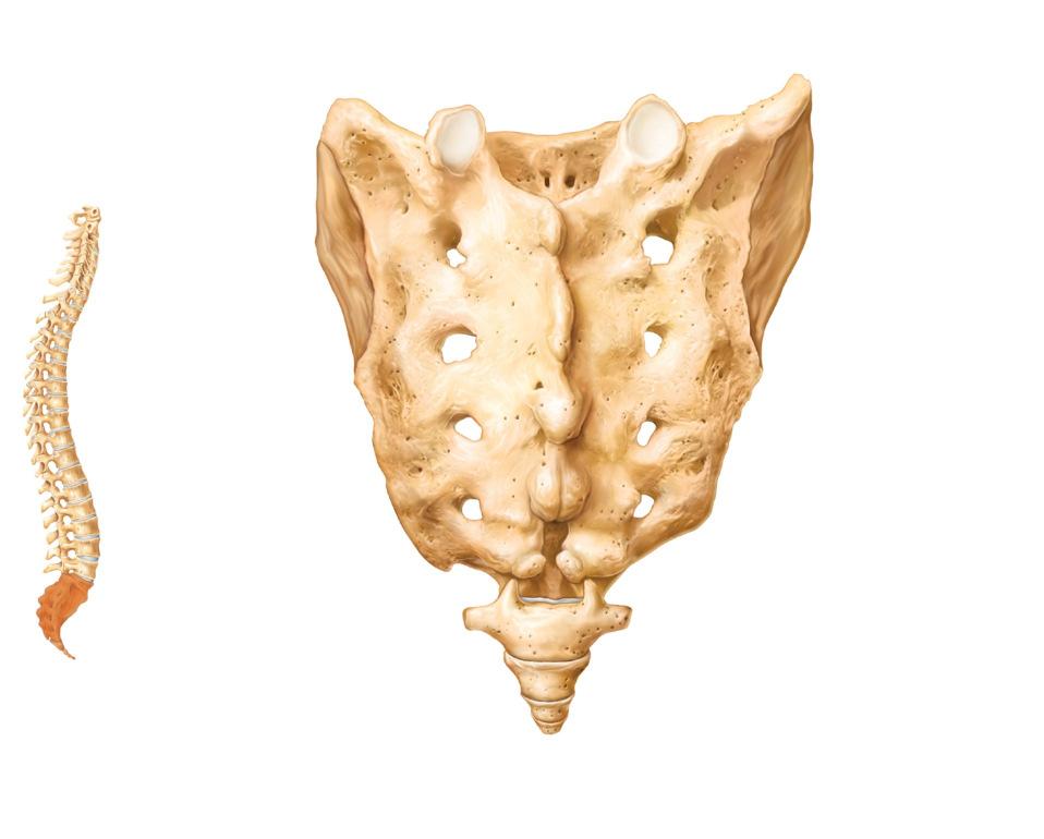 21b Thoracic Cage Sternum (Breastbone) Composed of Thoracic vertebrae Sternum Ribs and their costal cartilages Functions Protects vital organs of thoracic cavity Supports shoulder girdle and upper
