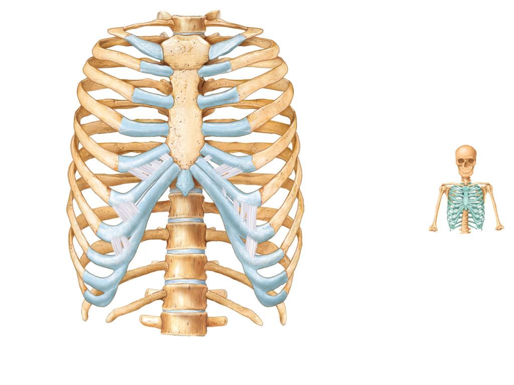 True ribs (1 7) False ribs (8 12) Jugular notch Clavicular notch Manubrium Sternal angle Xiphisternal joint Xiphoid L 1 Vertebra Floating ribs (11, 12) (a)