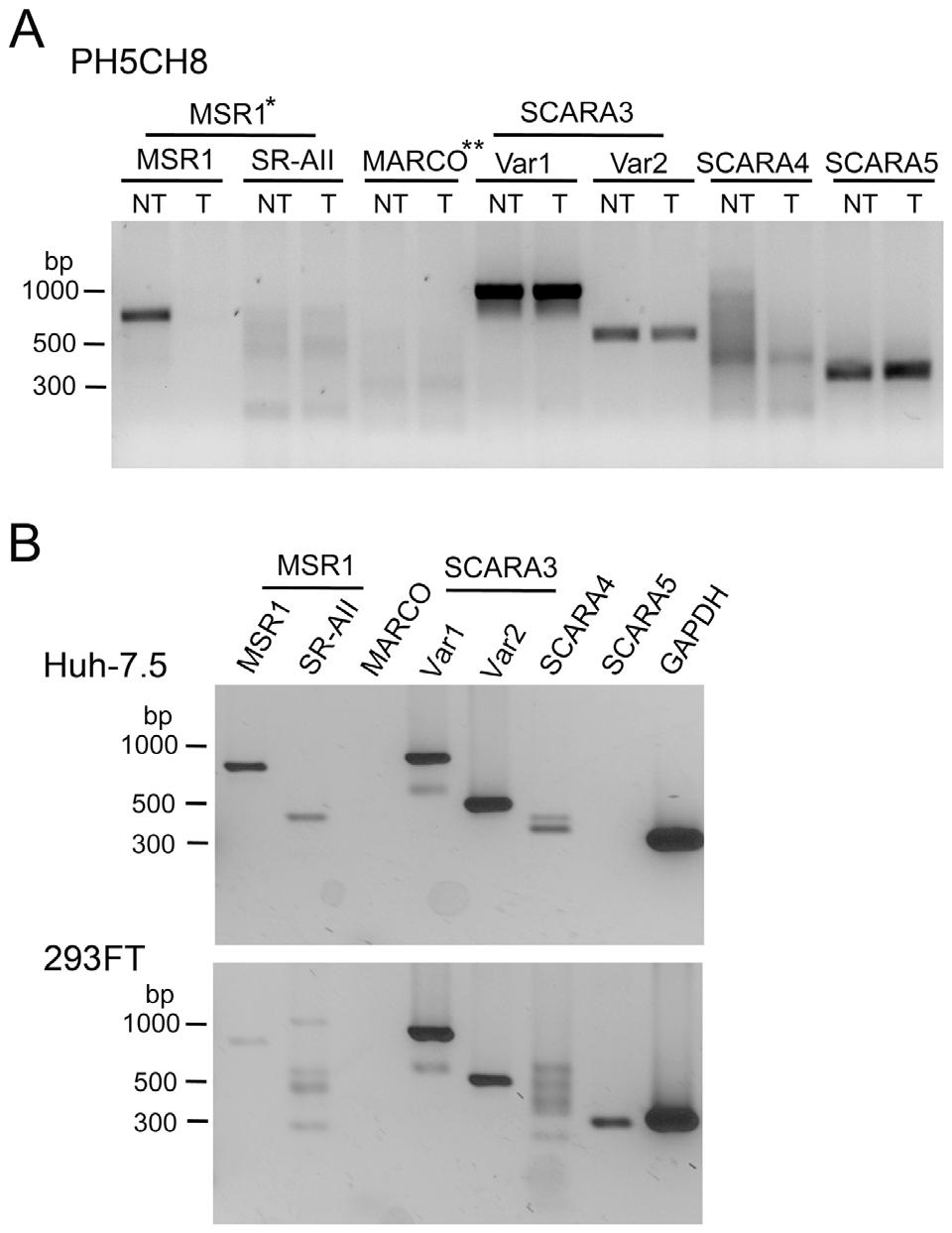 infectious molecular clone of the genotype 2a JFH1 strain (Fig. 1B, upper panel, lanes 1 and 2), and annealed these to produce HCV dsrna (Fig. 1B, lane 3).