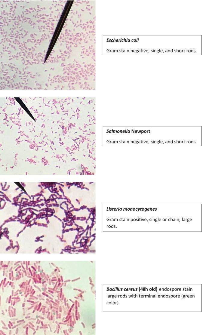 12 2 Staining Technology and Bright-Field Microscope Use Fig. 2.3