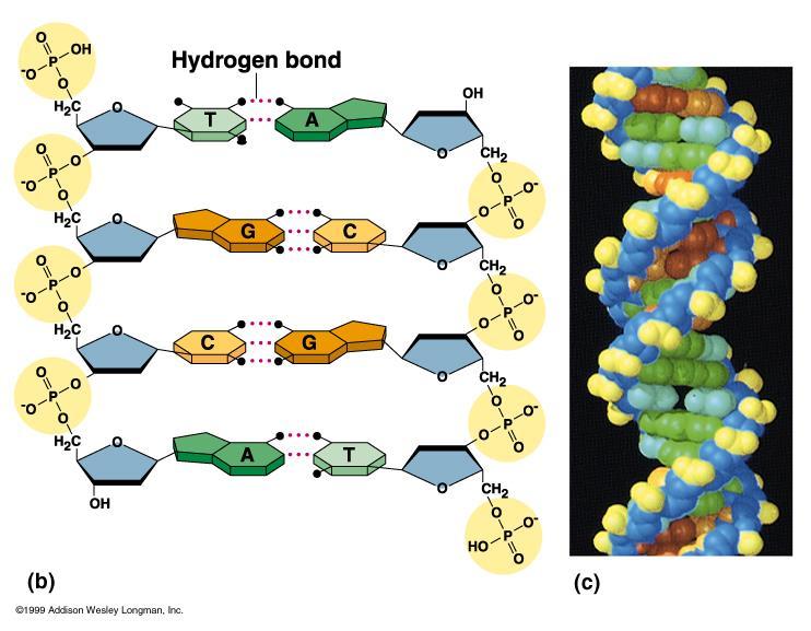 DNA Structure Rungs of ladder = nitrogenous bases Hydrogen bonds between nitrogenous bases