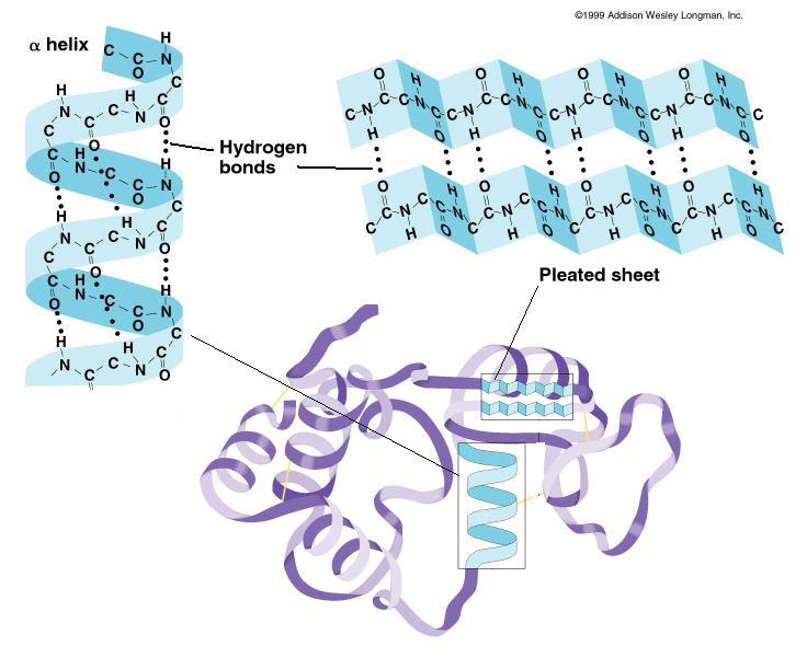 Α HELIX- polypeptide chain winds clockwise like a spiral staircase EX: KERATIN, the main protein component of hair, nails, horns Β PLEATED SHEET- chains joined together