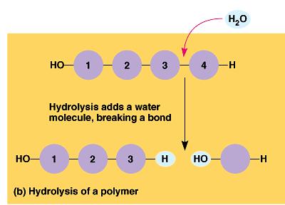 How to break down a polymer Hydrolysis use H 2 O to break apart monomers reverse of condensation reaction H