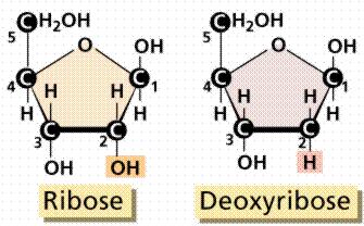 BASIC STRUCTURE NUCLEOSIDE = nitrogenous base + sugar NUCLEOTIDE = nitrogenous base + sugar + phosphate