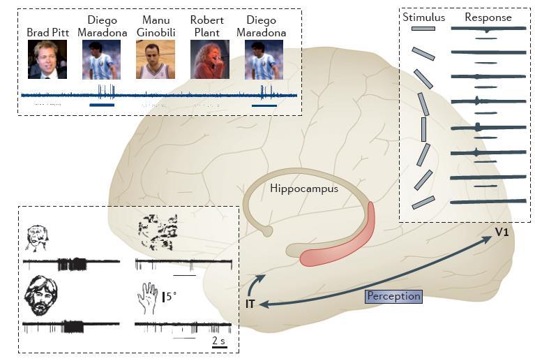 Occipital Complex (LOC) in humans or the Inferior Temporal cortex (IT) in macaques. It is in the LOC that we find the most specific or selective neurons in the pathway, such as faceselective neurons.