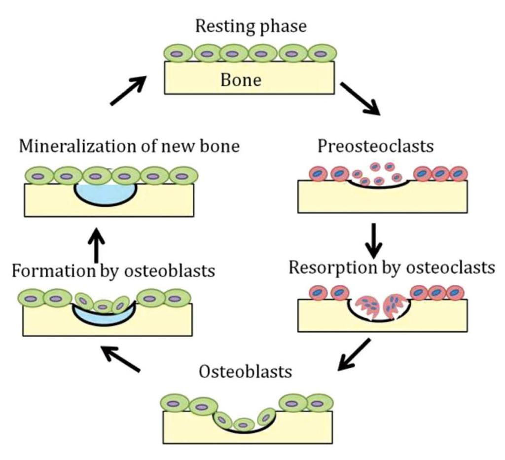 Bone remodeling cycle Procollagen type 1 N- terminal (P1NP) formation Mawani, et al.