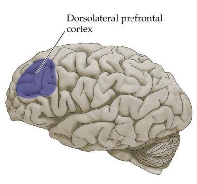 subgenual rstral anterir cingulate, the drslateral prefrntal crtex, the insular crtex, and the nucleus accumbens.
