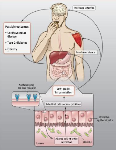 Gut Bacteria as Mediators of Diet-Disease Relationships: Obesity and Inflammation and Cancer Possible outcomes: CVD Type 2 diabetes Obesity Low-grade inflammation Increased appetite Insulin