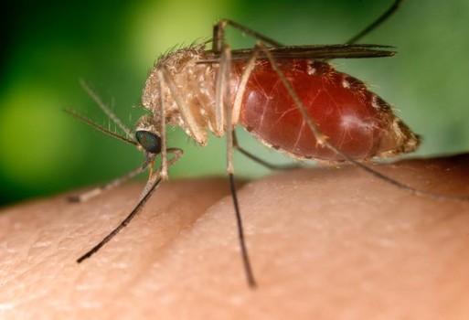 The transmission by - Culex mosquito is widespread across urban and semi-urban areas of tropical countries (Fig. 7a), Anopheles mainly takes place in rural areas of tropical countries (Fig.