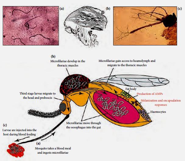 Fig. 16: Microfilariae of Wuchereria bancrofti; (a) L1 in human blood; (b) L2 in the thoracic muscles of mosquito; (c) L3 emerging from the proboscis of mosquito