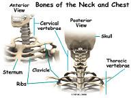 of the brain. The base of the brain is called the brainstem. Introduction Dropped Head Syndrome is characterized by severe weakness of the muscles of the back of the neck.