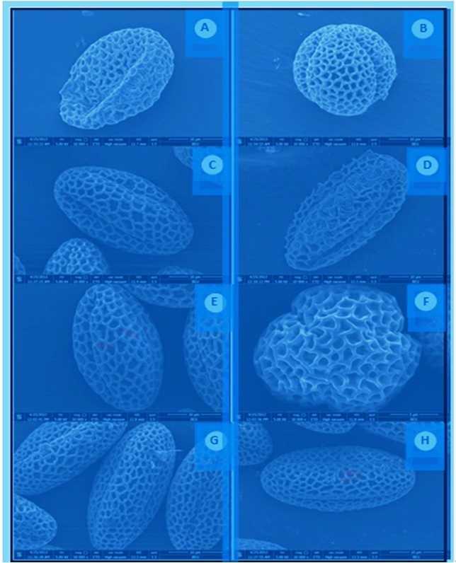 Figure 2. Scanning electron microscope micrographs of pollen grains of C. orientalis subsp. orientalis (A, B), C.