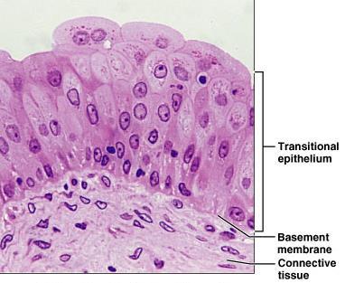 Transitional Epithelium Description Basal cells usually cuboidal or columnar Superficial cells domeshaped or squamous