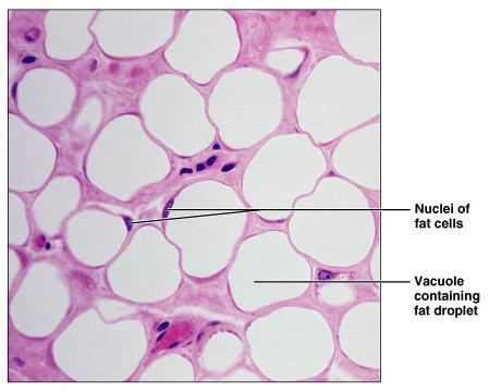 Adipose Tissue Description Closely packed adipocytes Have nucleus pushed to one side by fat droplet Function Provides reserve food fuel