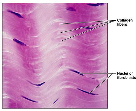 Dense Regular Connective Tissue Description Primarily parallel collagen fibers Fibroblasts and some elastic fibers Poorly