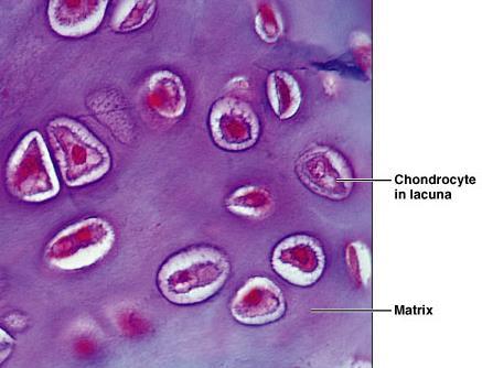 Hyaline Cartilage Description Imperceptible collagen fibers (hyaline = glassy) Chondrocytes lie in lacunae (area that houses cell) Function Supports and