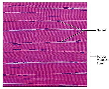 Skeletal Muscle Tissue Characteristics Long, cylindrical cells Multinucleate Obvious striations Function Voluntary