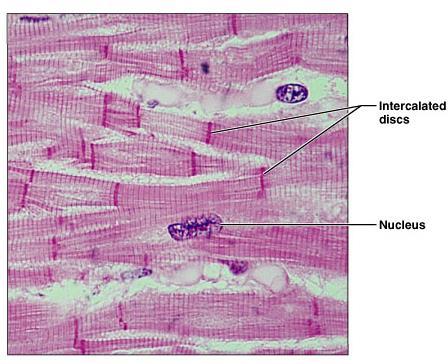 Cardiac Muscle Tissue Function Contracts to propel blood into circulatory system
