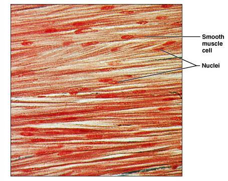 Smooth Muscle Tissue Characteristics Spindle-shaped cells with central nuclei Arranged closely to form sheets No