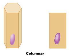 (plate or scale like) Cuboidal cells are as wide as tall, as