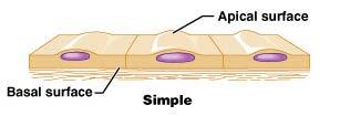 of layers Simple one layer of cells