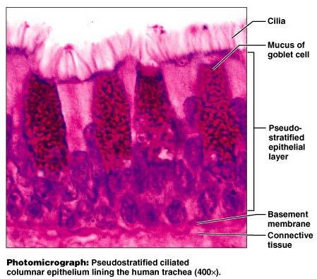 Pseudostratified Columnar Epithelium Locations Non-ciliated type Ducts of male reproductive
