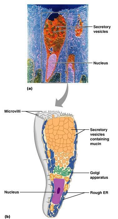 Unicellular Exocrine Glands (The Goblet Cell) Goblet cells produce