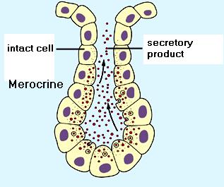 Merocrine secretion secretory vesicles released via exocytosis