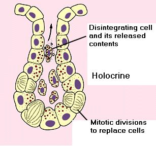 is lost, cytoplasm + secretory product (mammary glands) Holocrine
