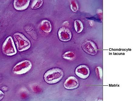 Hyaline Cartilage Description Imperceptible collagen fibers (hyaline = glassy) Chodroblasts produce matrix Chondrocytes lie in lacunae Function Supports and