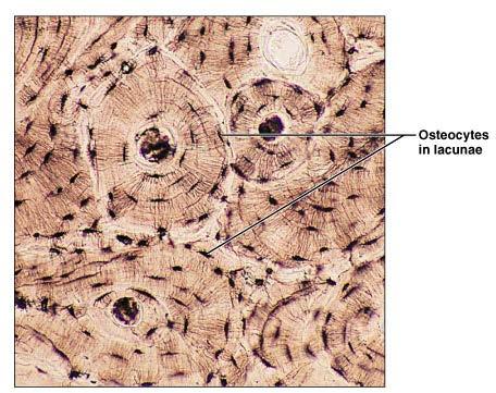 Bone Tissue Function Supports and protects organs Provides levers and attachment site for muscles