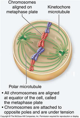 Each chromosome is oriented such that the kinetochores of sister chromatids are attached to microtubules