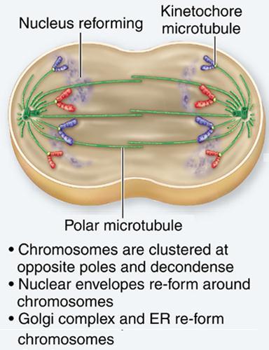 Microtubules begin to pull each chromosome toward the center (the equator) of the cell 3. Metaphase: 1.