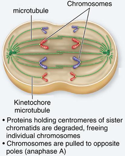 Metaphase plate: imaginary plane through the center of the cell where the chromosomes align Kidney cell in
