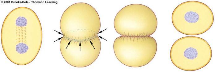 or occurs between late anaphase and end of telophase. 2.