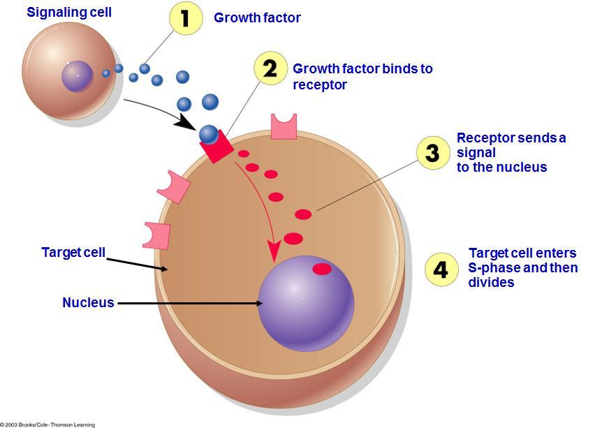 3. Signal Transduction How do cells sense the conditions that trigger the start of mitosis?