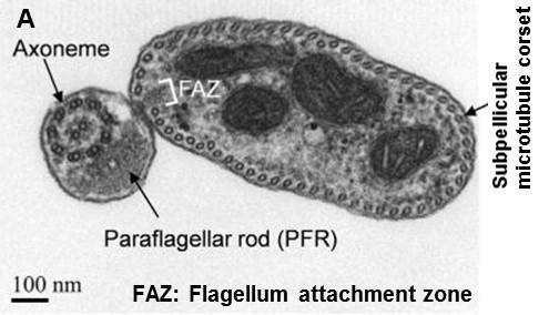 The flagellar axoneme, paraflagellar rod (PFR), flagellum attachment zone (FAZ) filament, and the subpellicular microtubule corset are indicated.