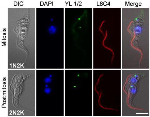 Fig. 4.2 Duplication and segregation of basal body and flagellum during the cell cycle in trypanosomes.