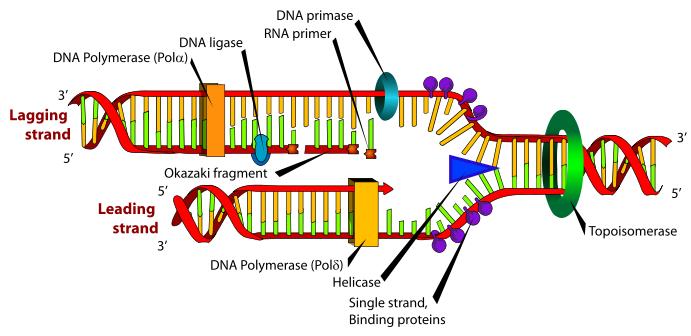 4. DNA Replication The DNA molecule is unlocked and unraveled by an enzyme called DNA helicase, which breaks the hydrogen bonds between the