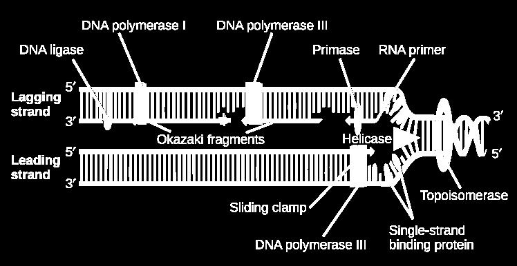 - Without topoisomerase, the DNA molecule that was not unwound would become strained and could be damaged.