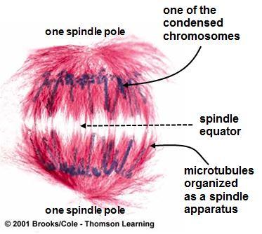 5. Spindle apparatus Spindle apparatus consists of two distinct sets of microtubules - Each set extends from one of the cell poles - Two sets overlap at spindle equator This helps to move chromosomes