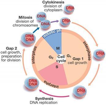 Cell Cycle Progress through the cell cycle is carefully regulated in unicellular and multicellular organisms, and can be devided into; 1. Interphase - G phase - S phase 2.
