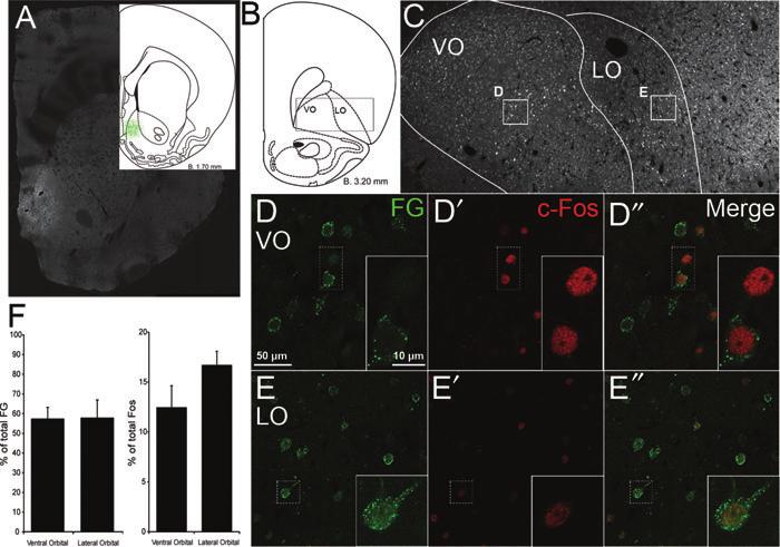 Balleine et al. OFC and predicted value Figure 2. Activation of OFC projections to the nucleus accumbens shell during Pavlovian-instrumental transfer.