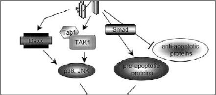 TGF can trigger programmed cell death SHI Several mechanisms for TGF -induced apoptosis have been proposed, including the JNK/p38 cascade and/or the modulation of the balance between anti- and