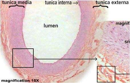 Tunica Externa outermost layer consists of loose connective tissue merges with that of neighboring blood vessels, nerves, or other organs anchors the vessel and provides passage for small nerves,