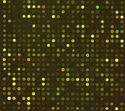 Genotyping microarrays in cancer research Genotyping microarray data Technology: Technology: Copy number and genotyping microarrays Copy number and genotyping microarrays Chip Design Probes DNA T/C