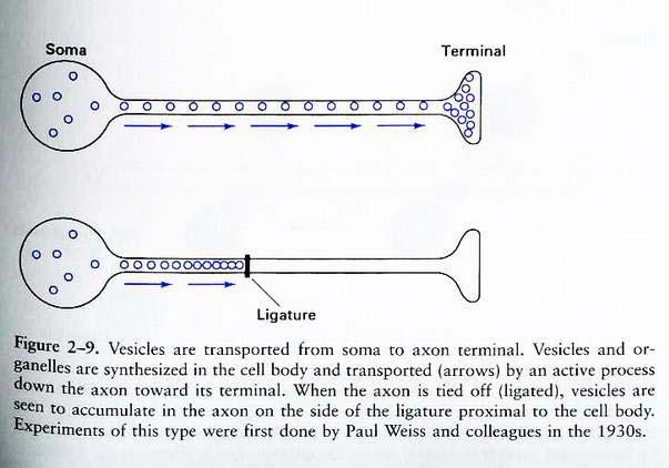 Vesicle transport to the terminal is via microtubules The synthesis of vesicles occurs in the cell soma,