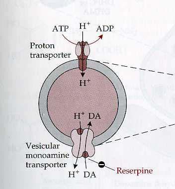 Loading neurotransmitters into vesicles at the terminal The proton pump hydrolizes ATP and produces a proton gradient and membrane potential across the granule membrane.