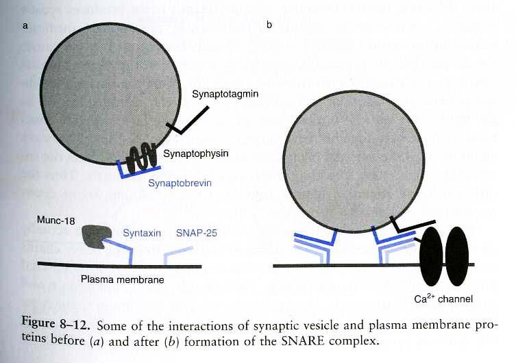 The SNARE complex model of vesicular fusion As vesicles fuse with the membrane the SNARE complex forms as a result of