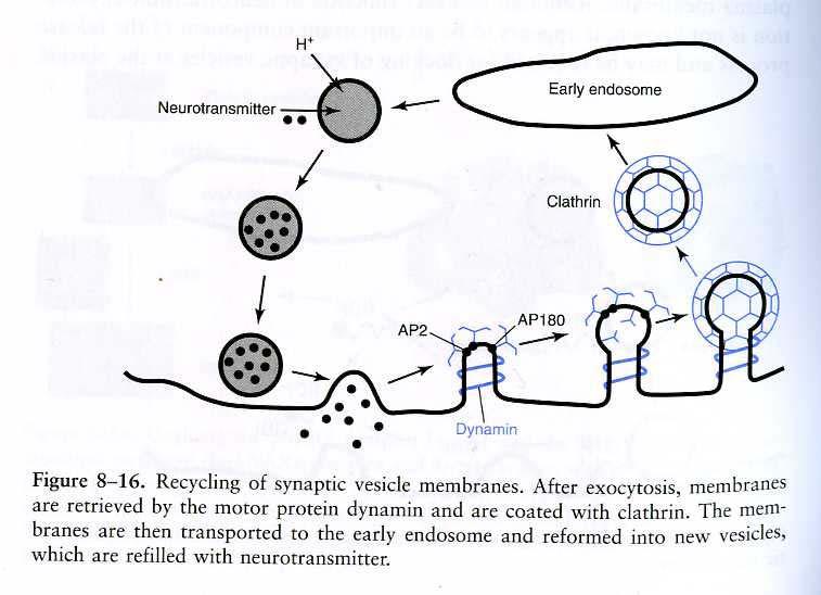 Vesicle endocytosis and recycling After neurotransmitter release, the vesicular membrane is coated with the protein clathring, thus identifying it